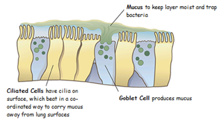 Inside the Trachea